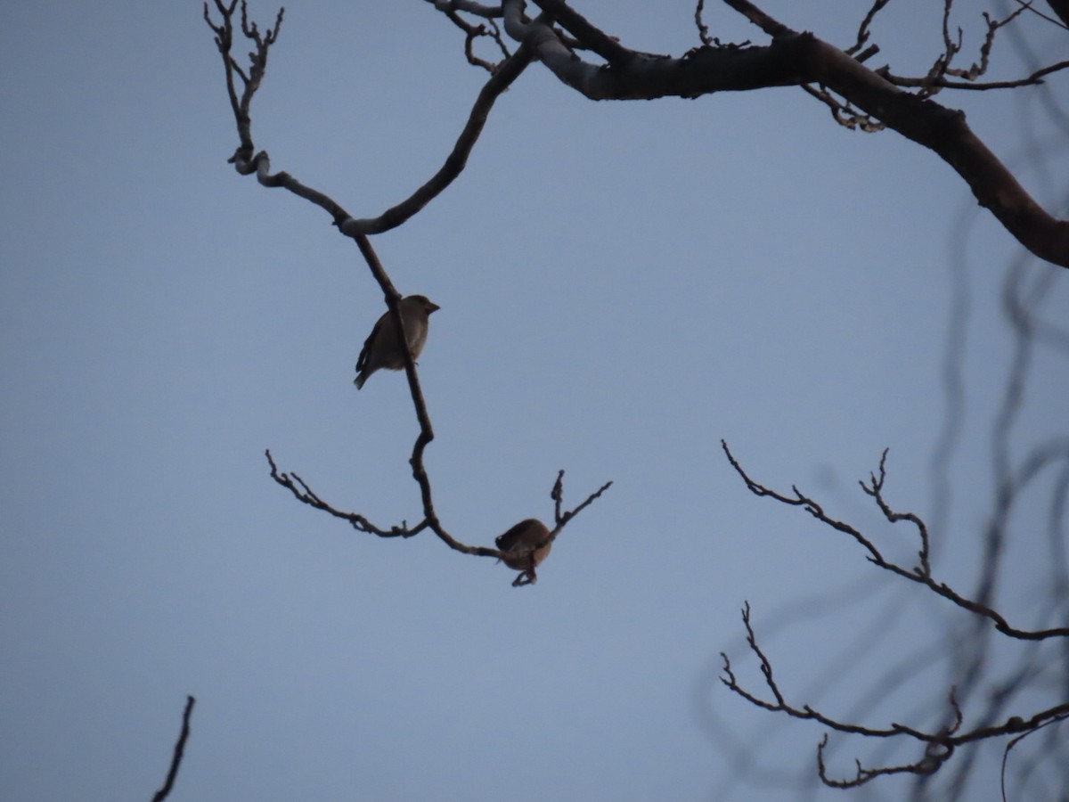 kjernebiter - ML647002121