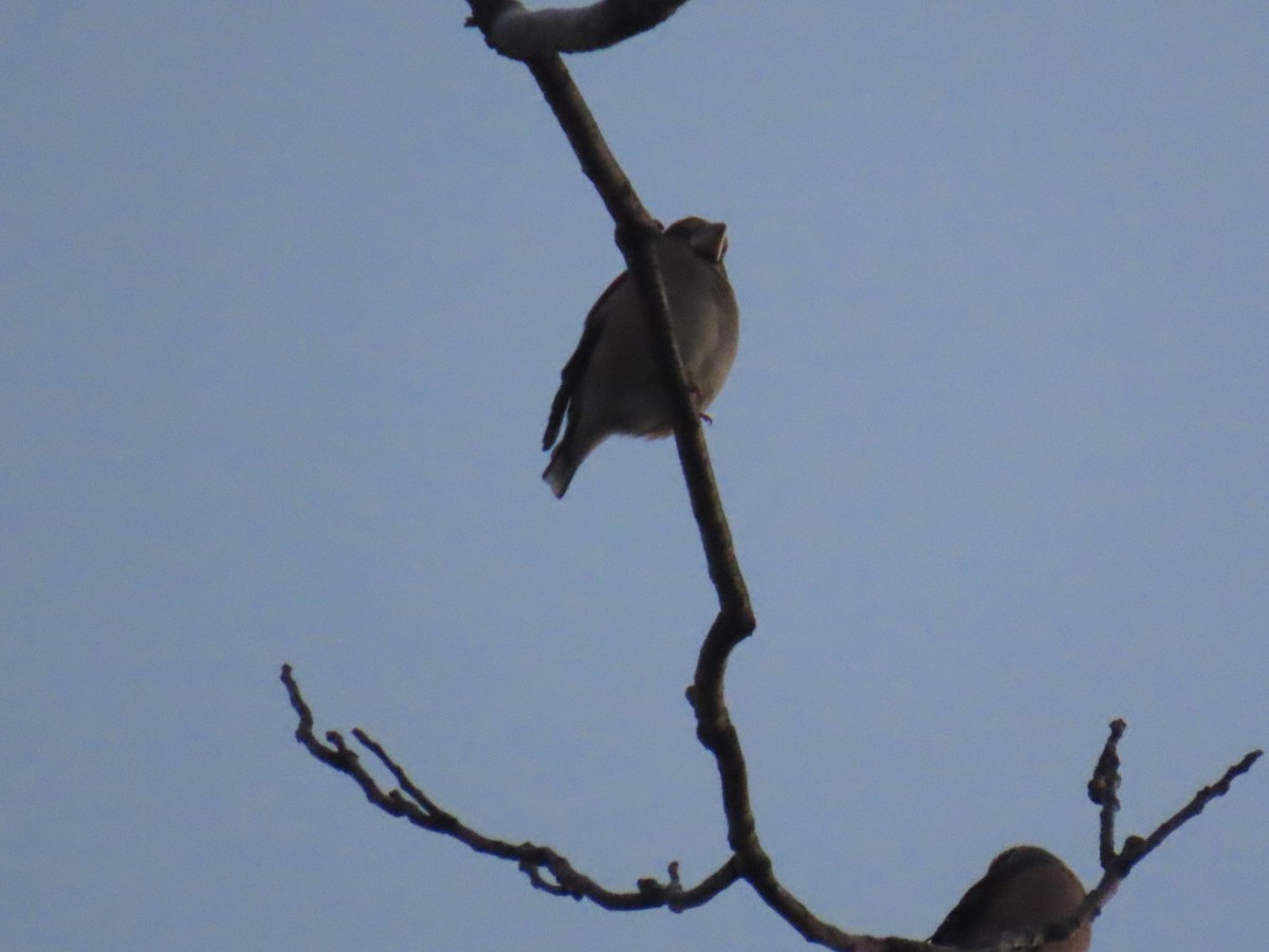 kjernebiter - ML647002122