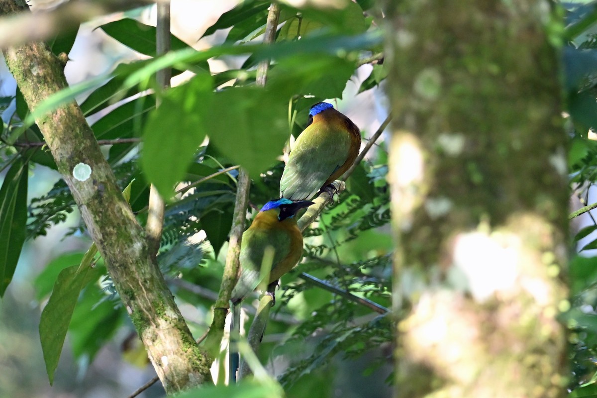 Amazonian Motmot - ML647002123