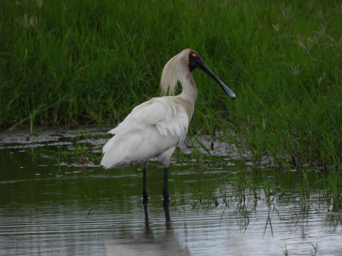 Косар королівський - ML647002124