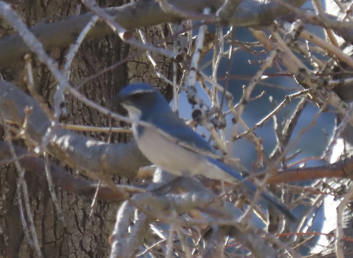 Geai buissonnier - ML647002127