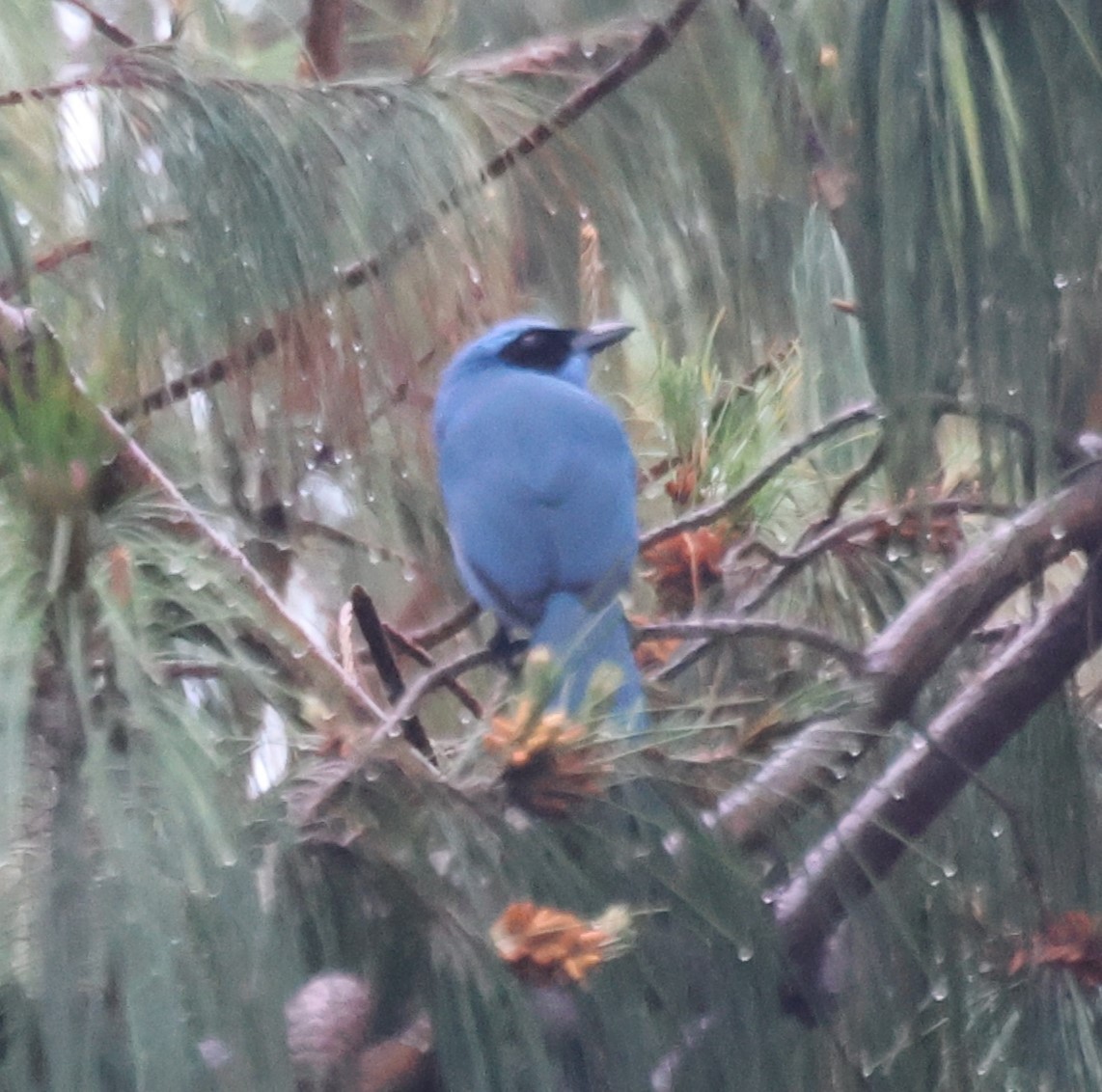 Бирюзовая сойка - ML647002136