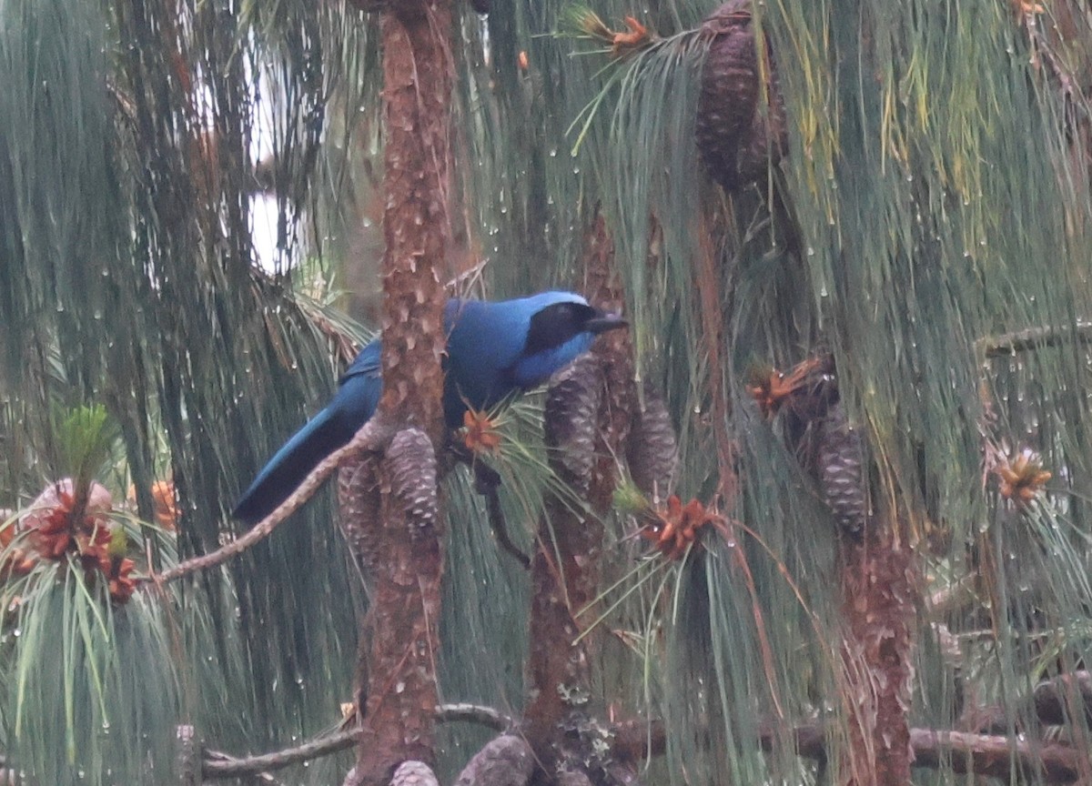 Бирюзовая сойка - ML647002137