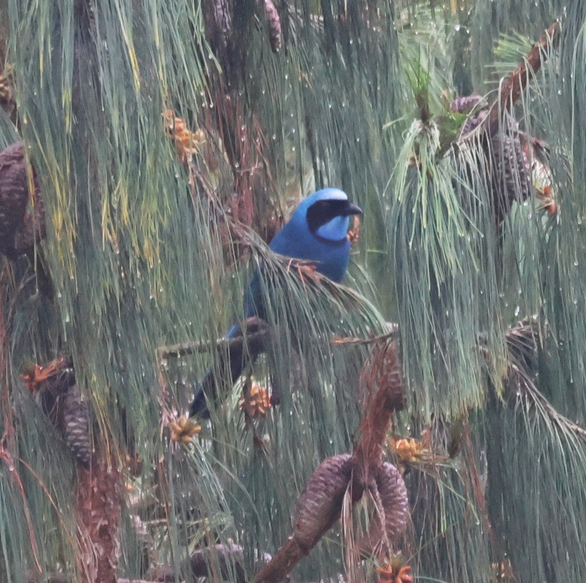 Бирюзовая сойка - ML647002138