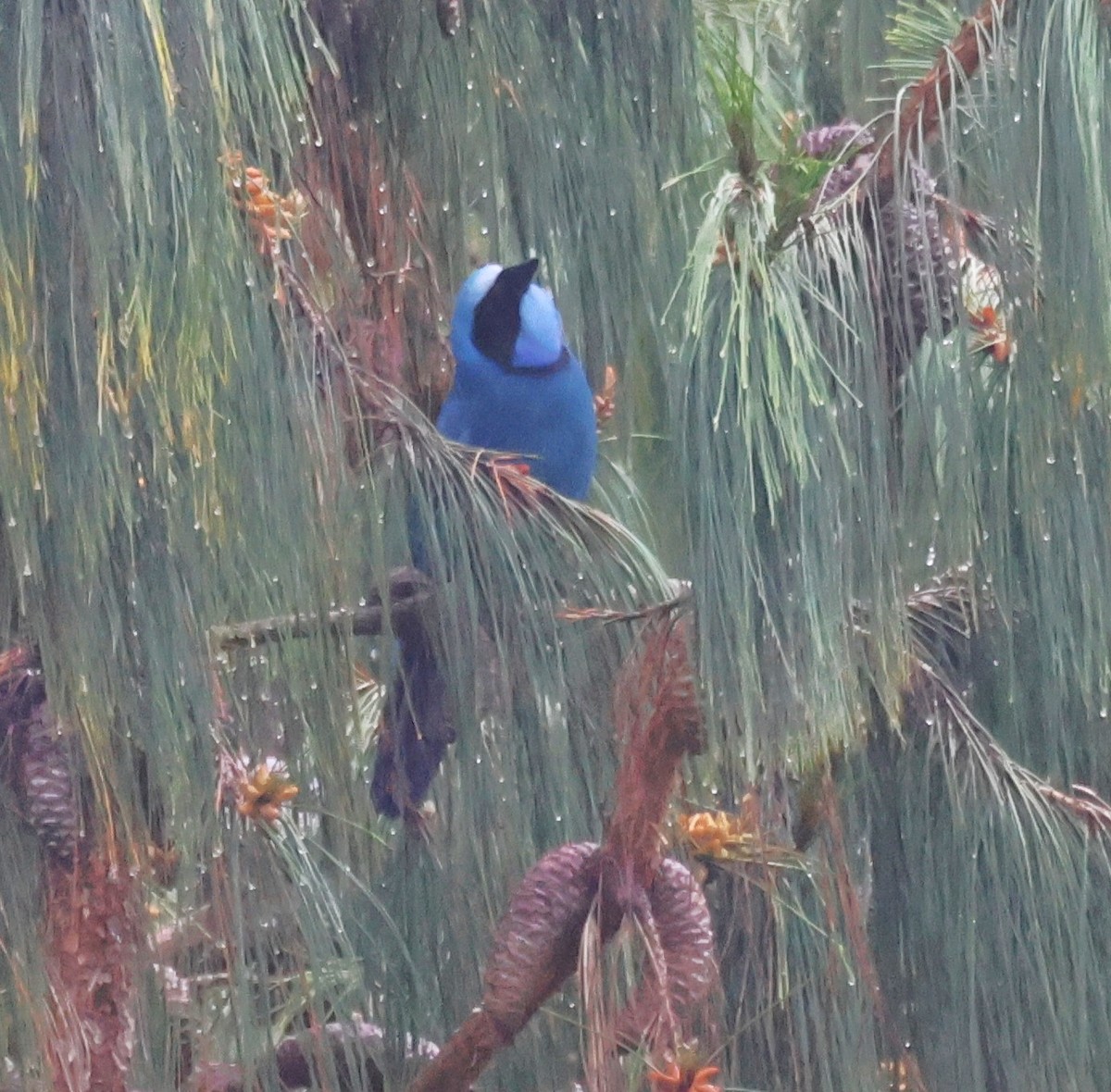 Бирюзовая сойка - ML647002139