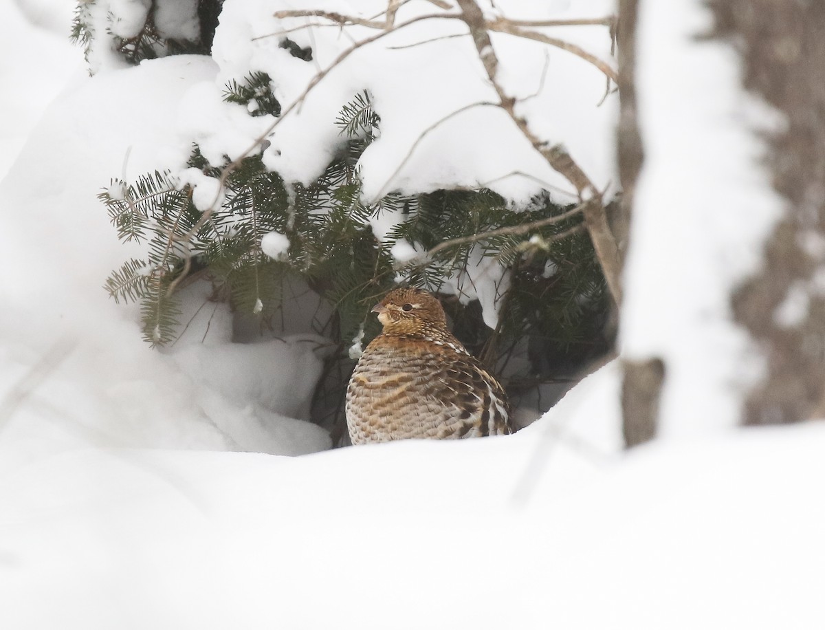 jeřábek kanadský - ML647002143