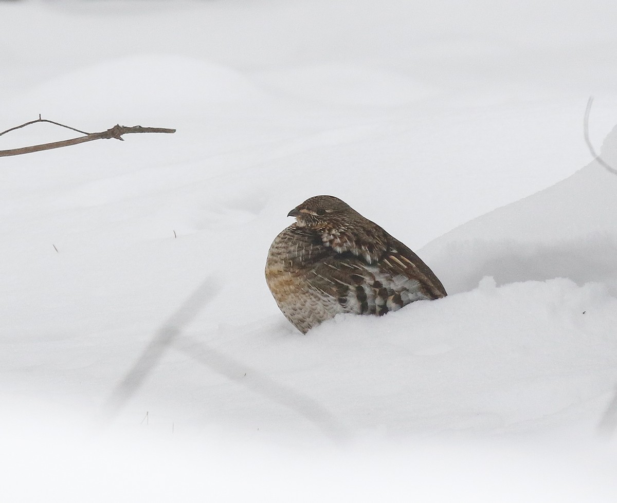 jeřábek kanadský - ML647002144