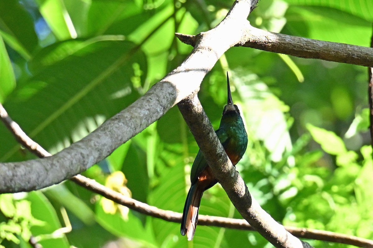 White-chinned Jacamar - ML647002145