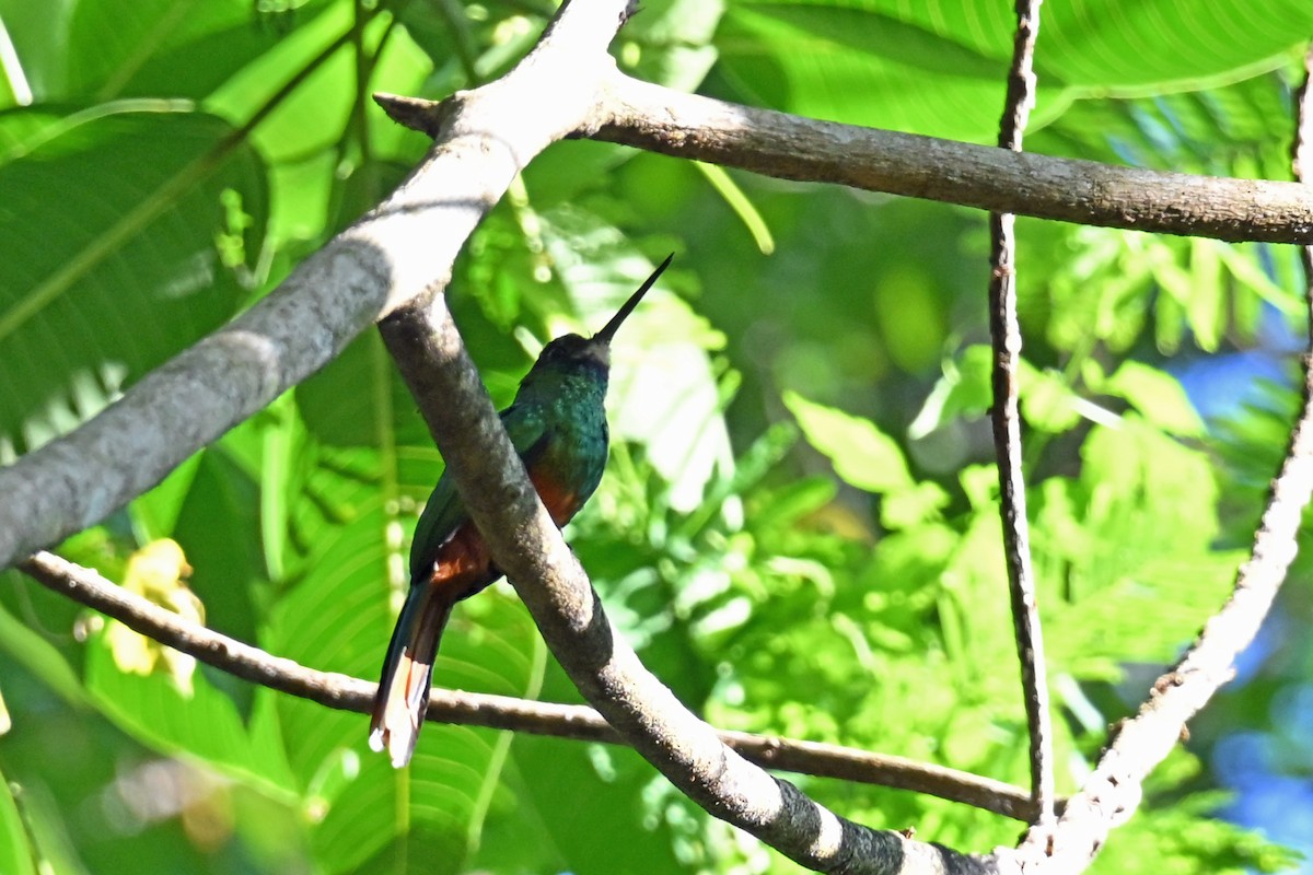 White-chinned Jacamar - ML647002147
