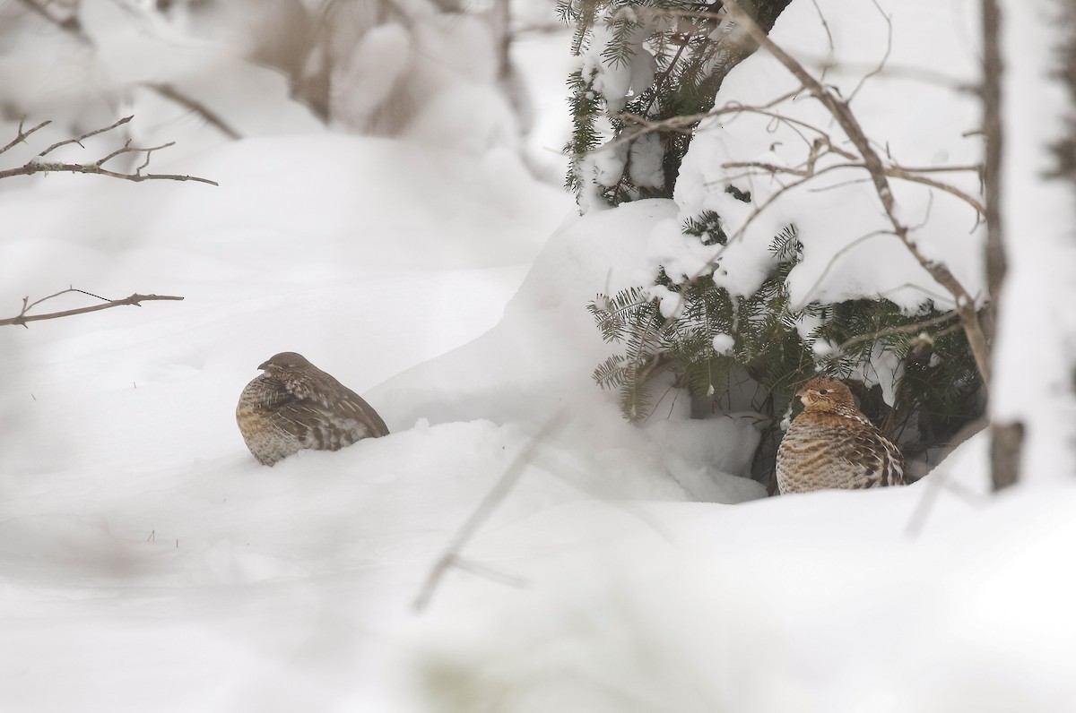 jeřábek kanadský - ML647002154