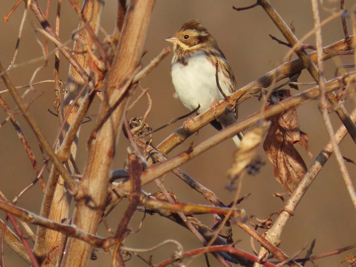 vierspurv - ML647002162