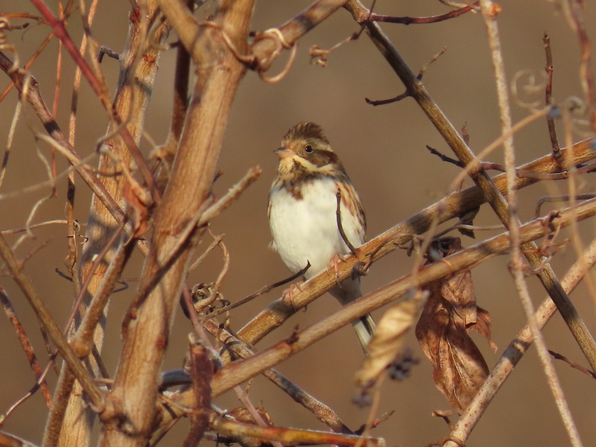 vierspurv - ML647002163