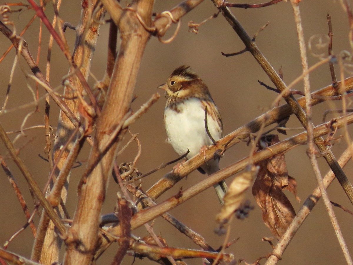 vierspurv - ML647002164