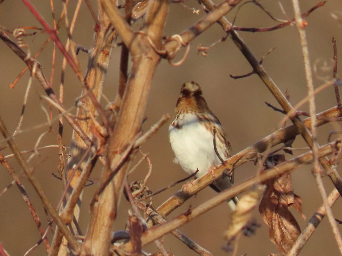 vierspurv - ML647002165