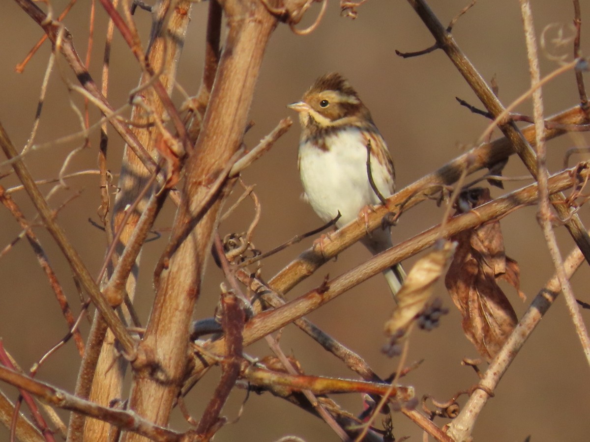 vierspurv - ML647002166