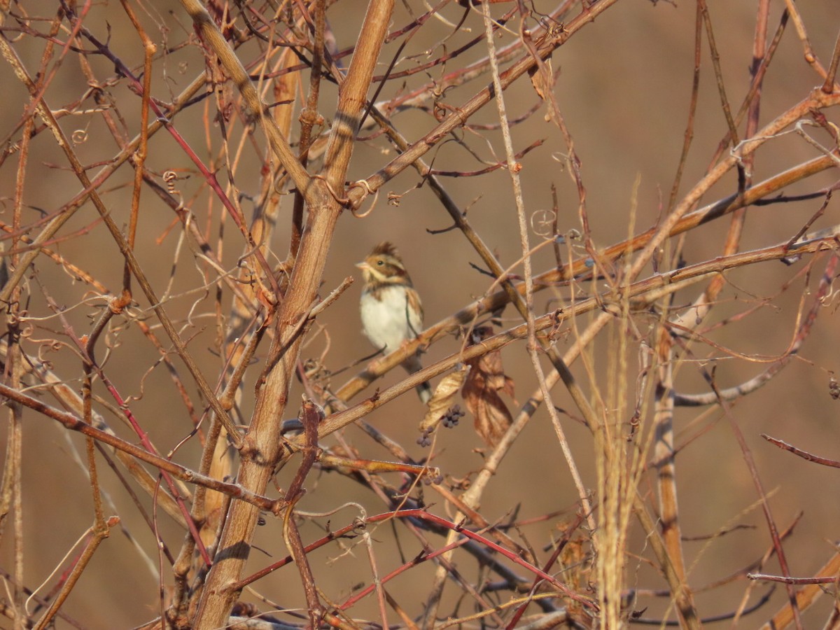 vierspurv - ML647002167