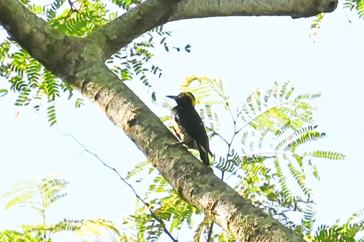 Yellow-tufted Woodpecker - ML647002168