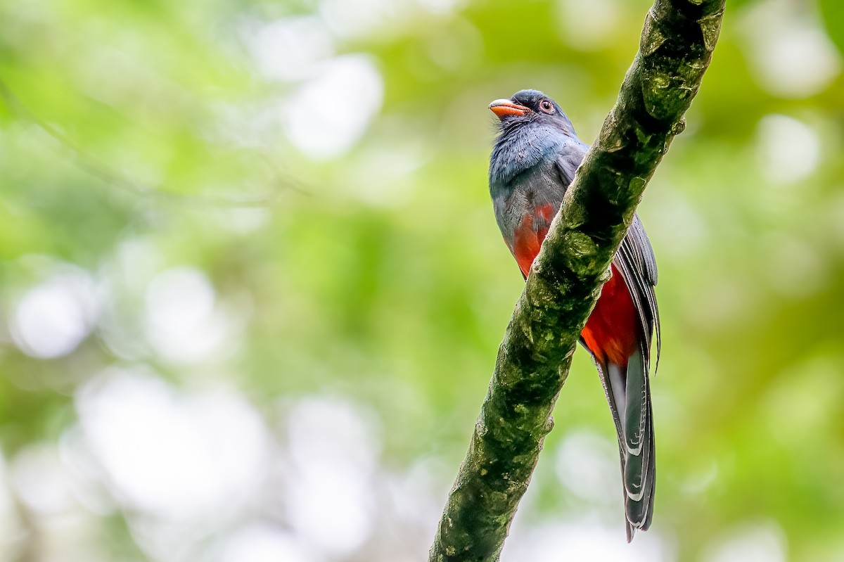 oransjenebbtrogon - ML647002172