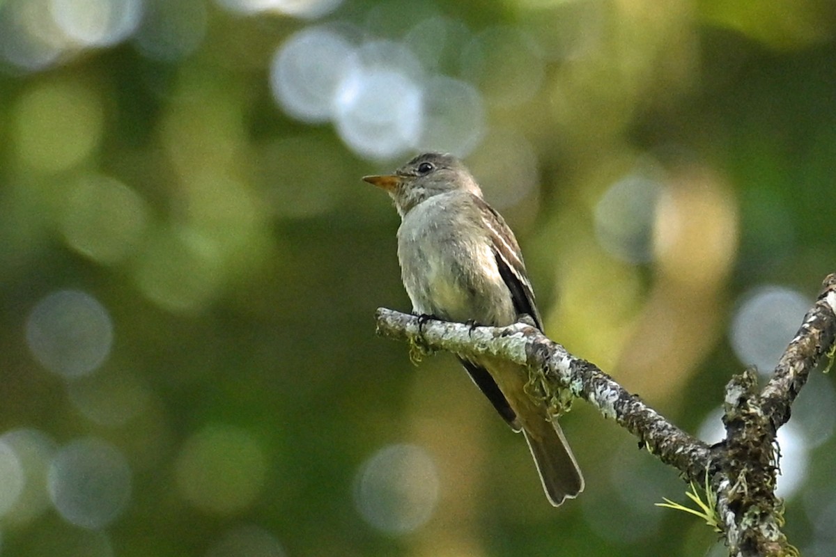 Eastern Wood-Pewee - ML647002173