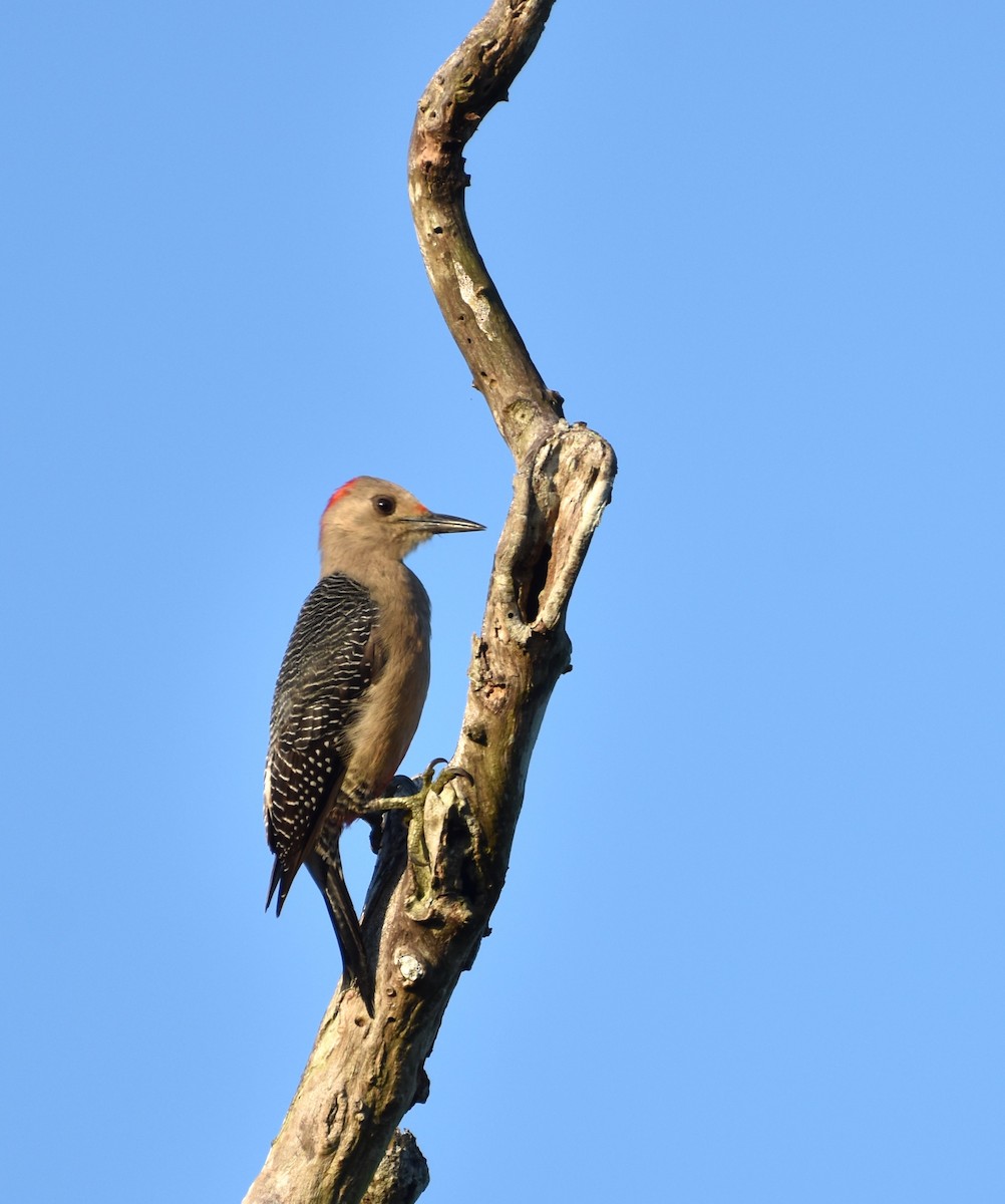 Златолобый дятел - ML647002175