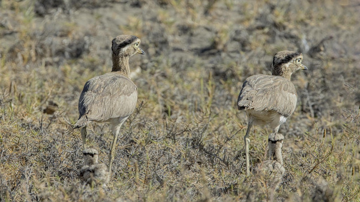 Peruvian Thick-knee - ML647002176