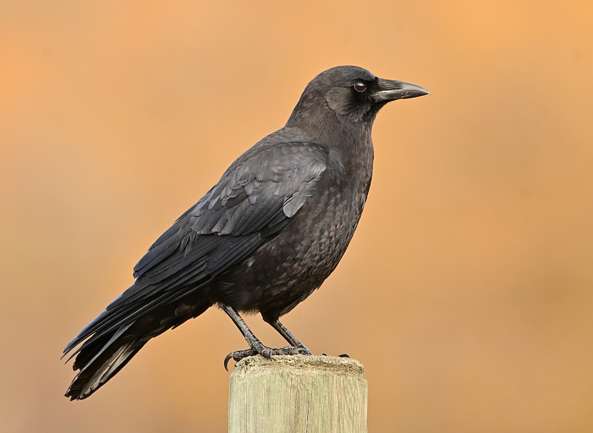 American Crow - ML647002177