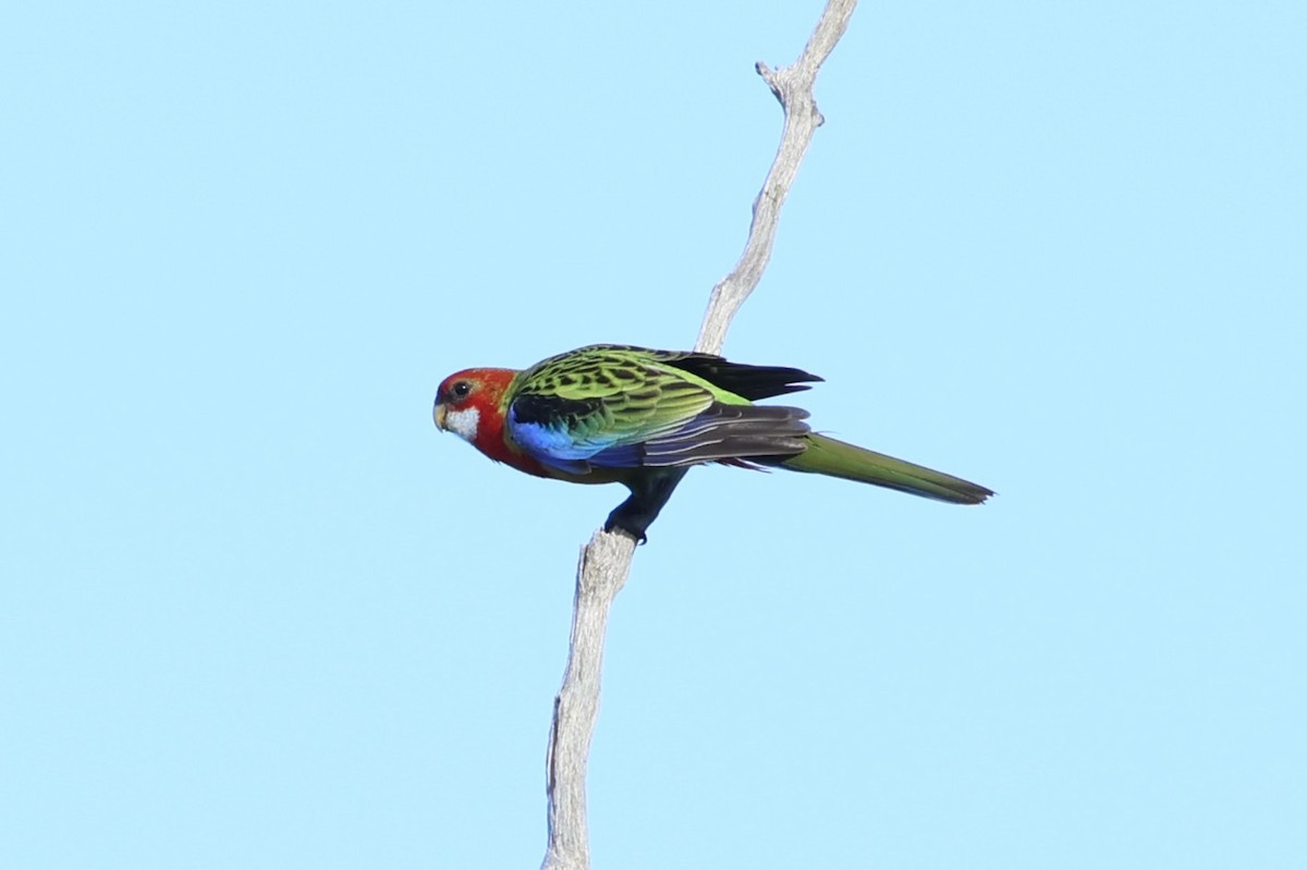 Белощёкая розелла - ML647002182