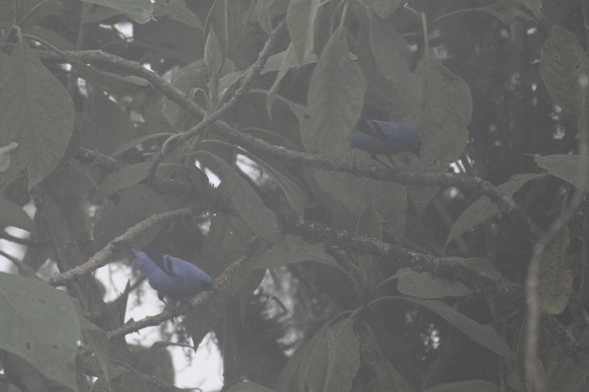 Blue-and-black Tanager - ML647002183