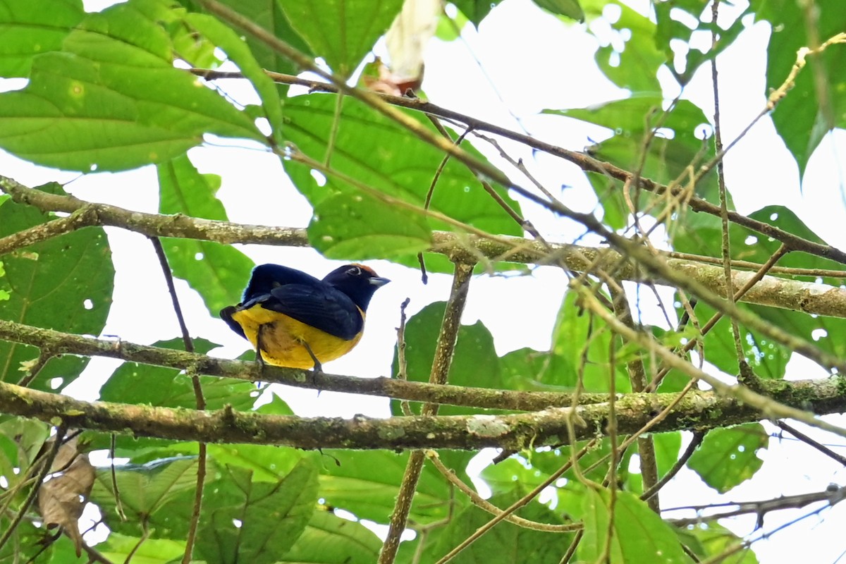 Purple-throated Euphonia - ML647002184