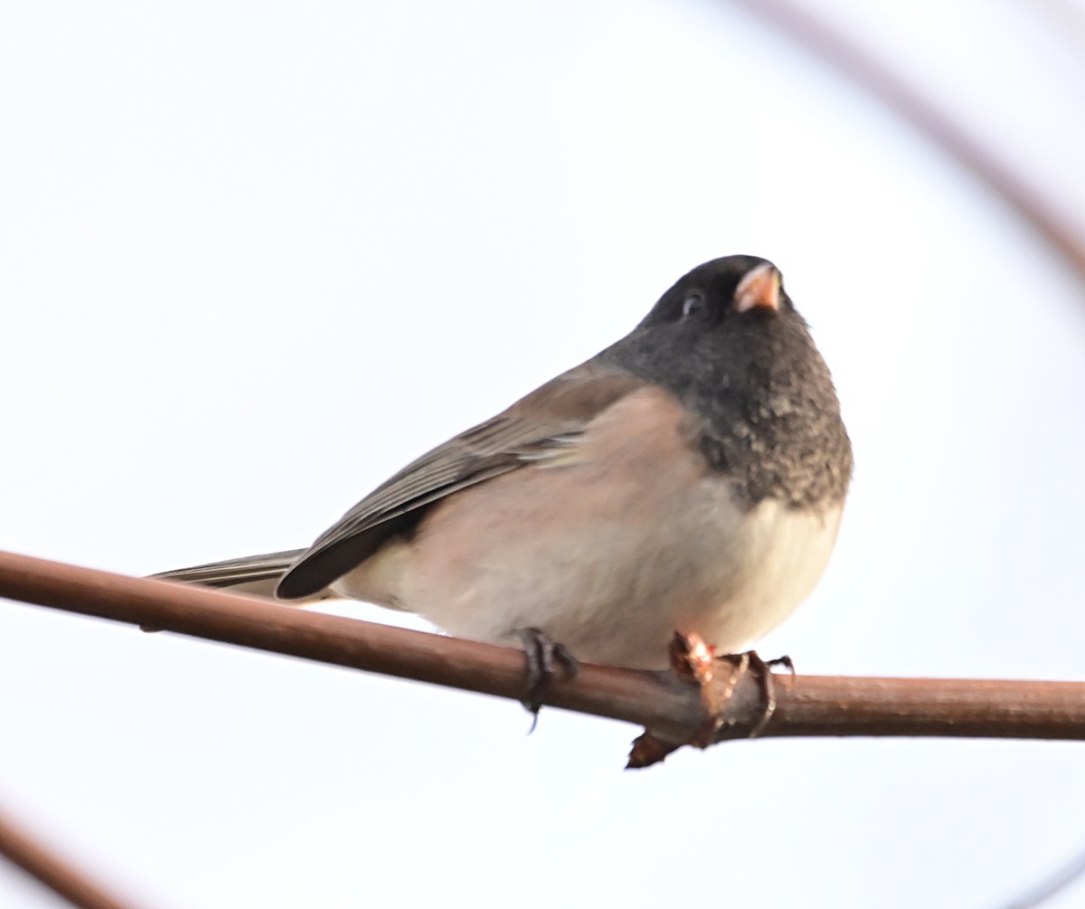 Dark-eyed Junco - ML647002186