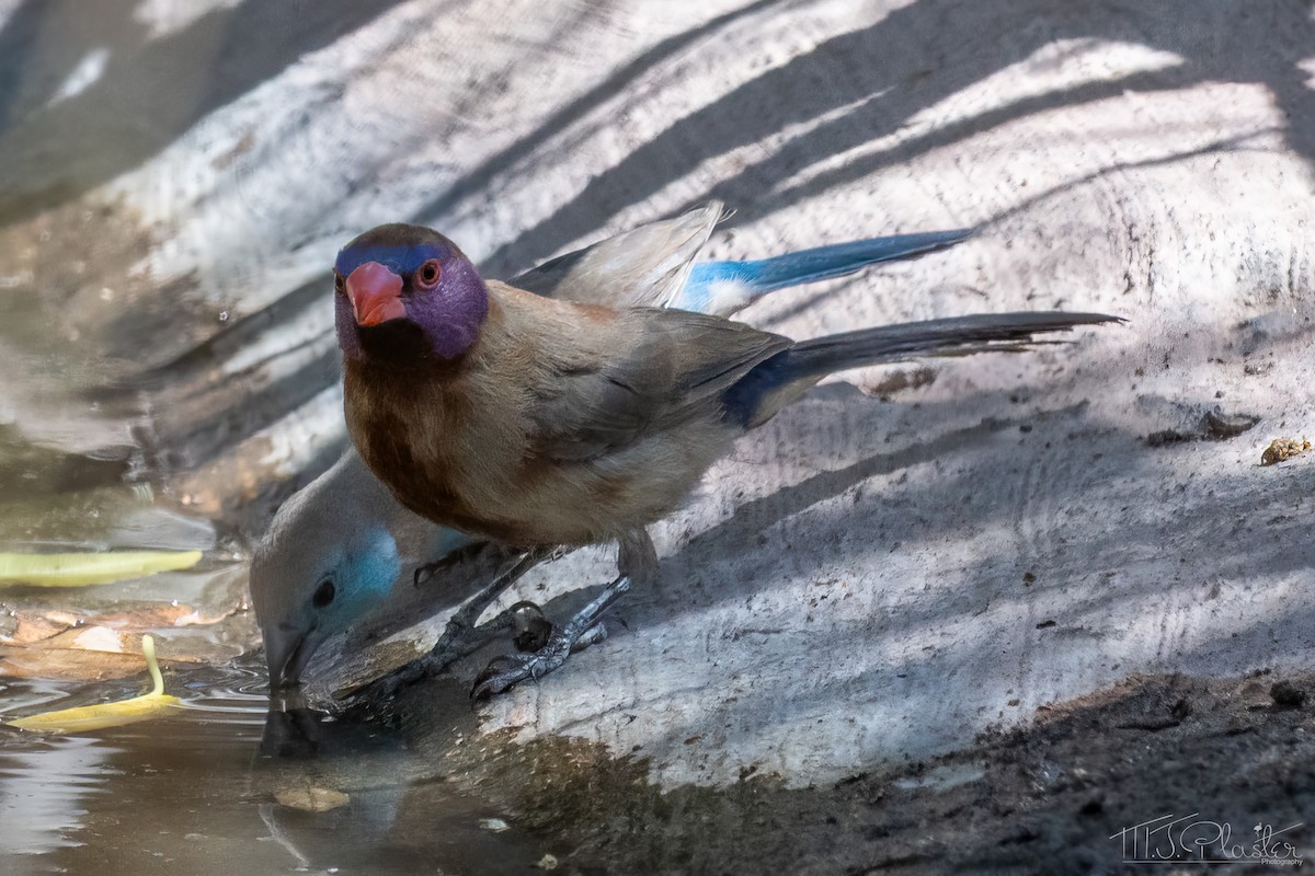 Violet-eared Waxbill - ML647002187