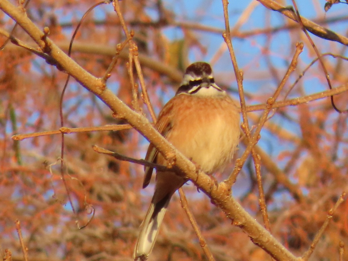 engspurv - ML647002189