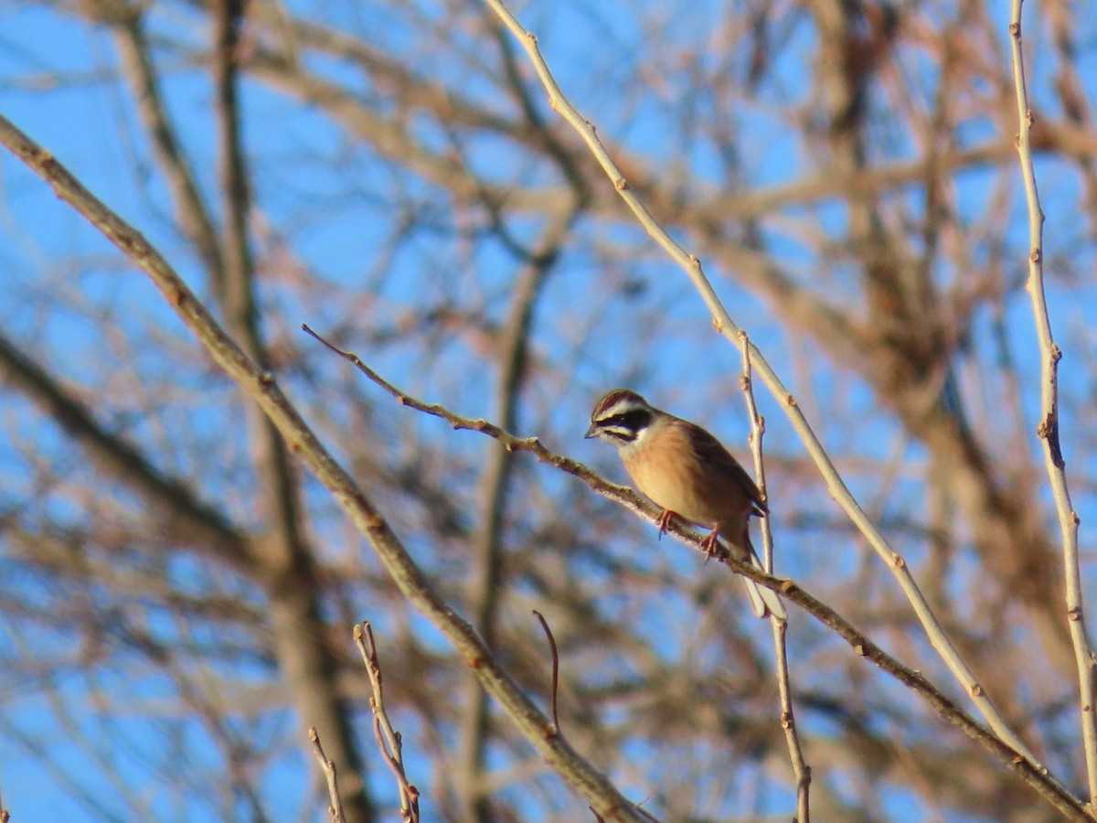 engspurv - ML647002190