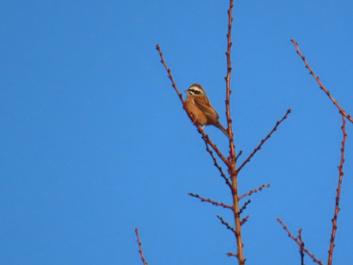 engspurv - ML647002191