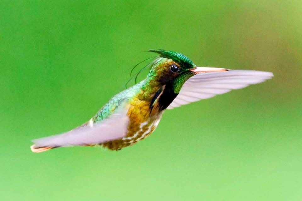 Black-crested Coquette - ML647002193