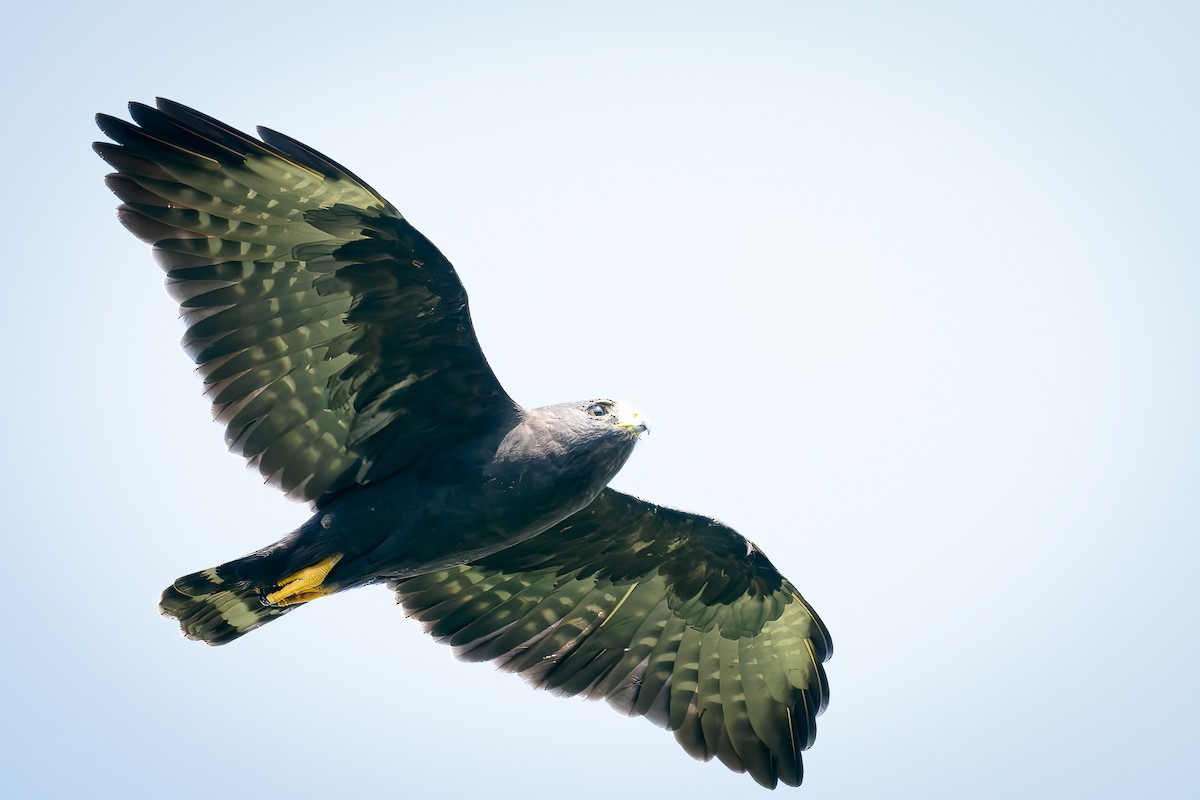 Zone-tailed Hawk - ML647002194