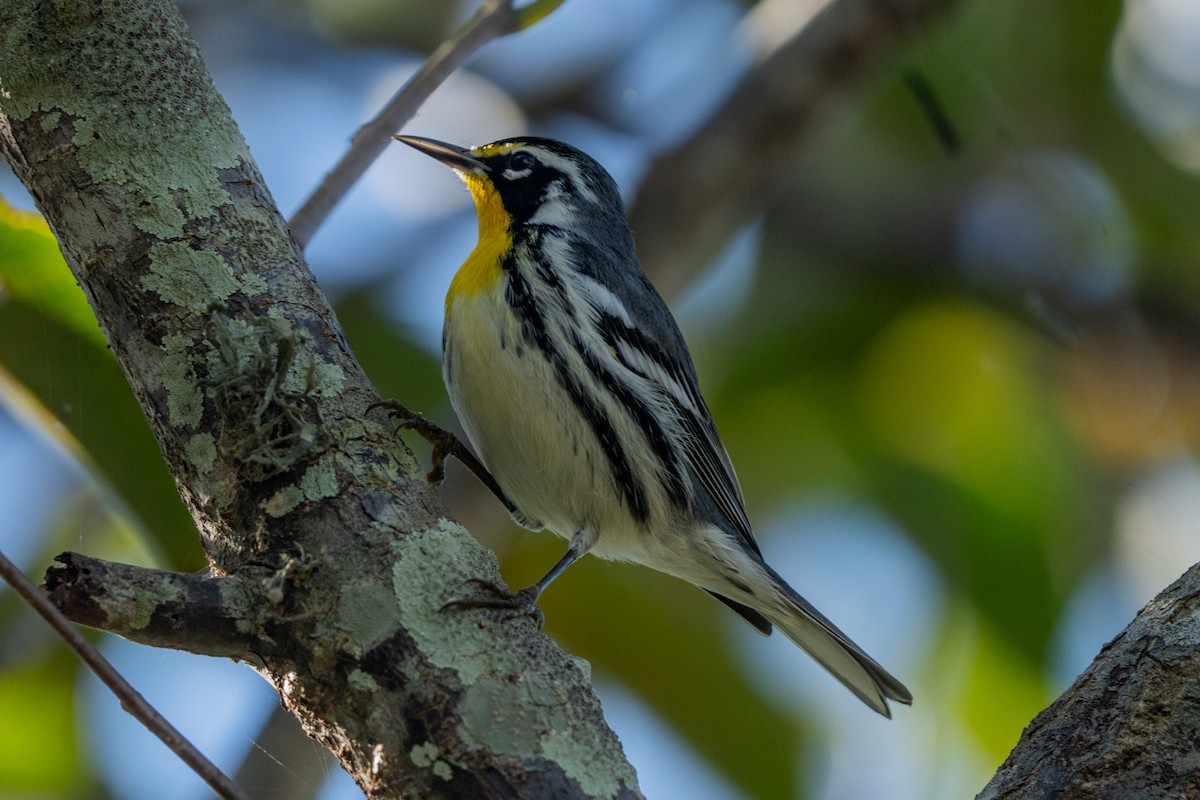 Yellow-throated Warbler - ML647002198