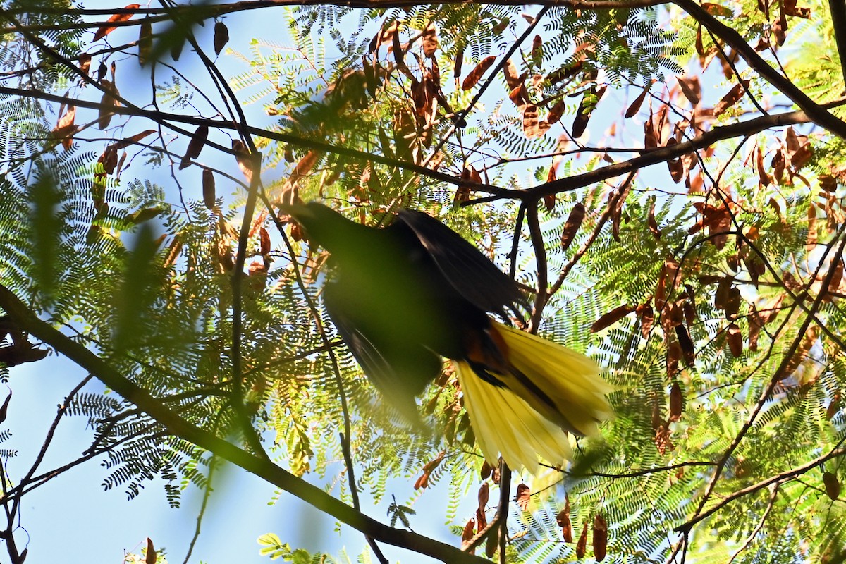 Crested Oropendola - ML647002201