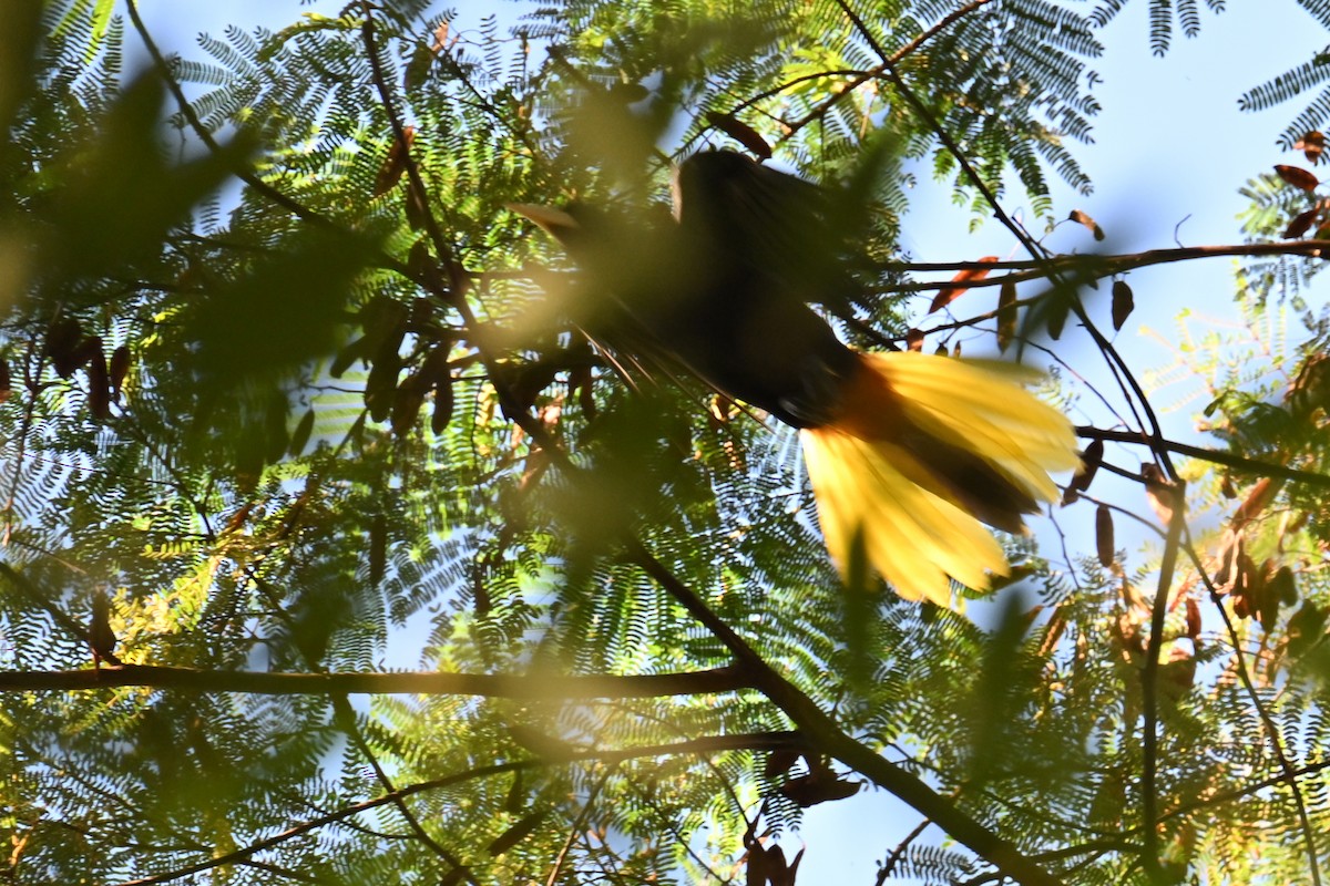 Crested Oropendola - ML647002204