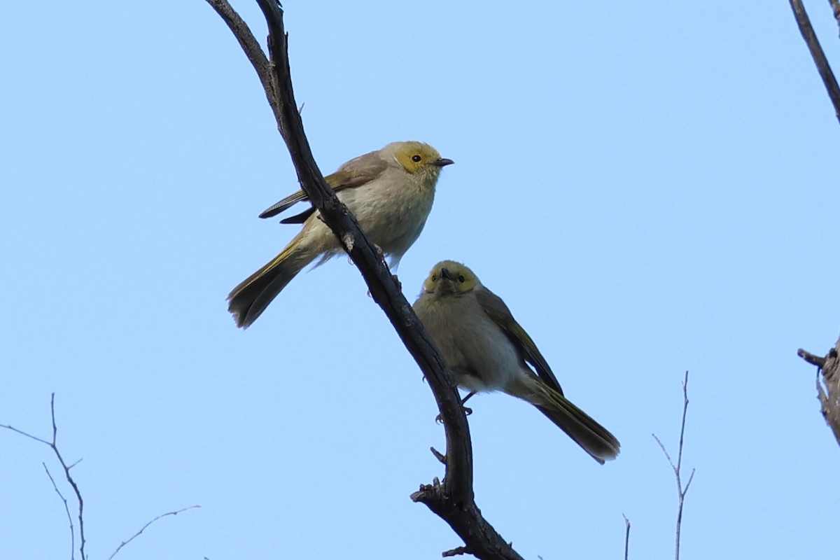 Серо-жёлтый медосос - ML647002205