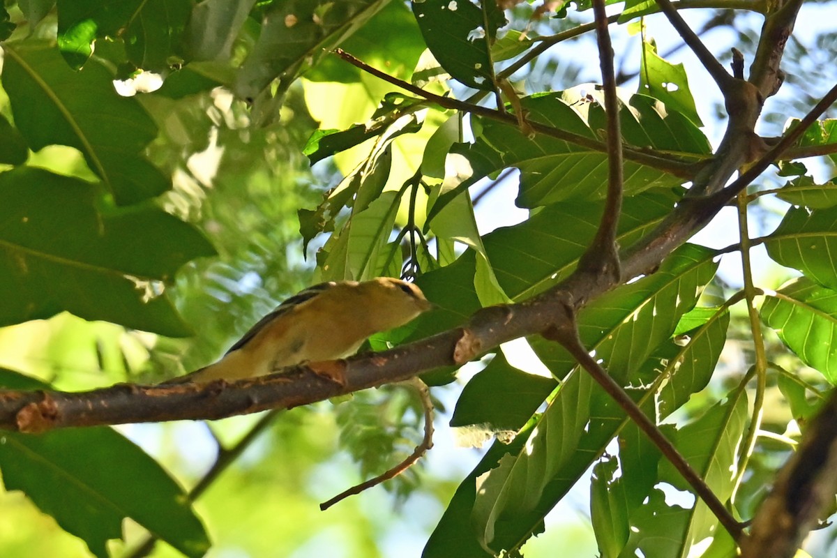 Bay-breasted Warbler - ML647002211
