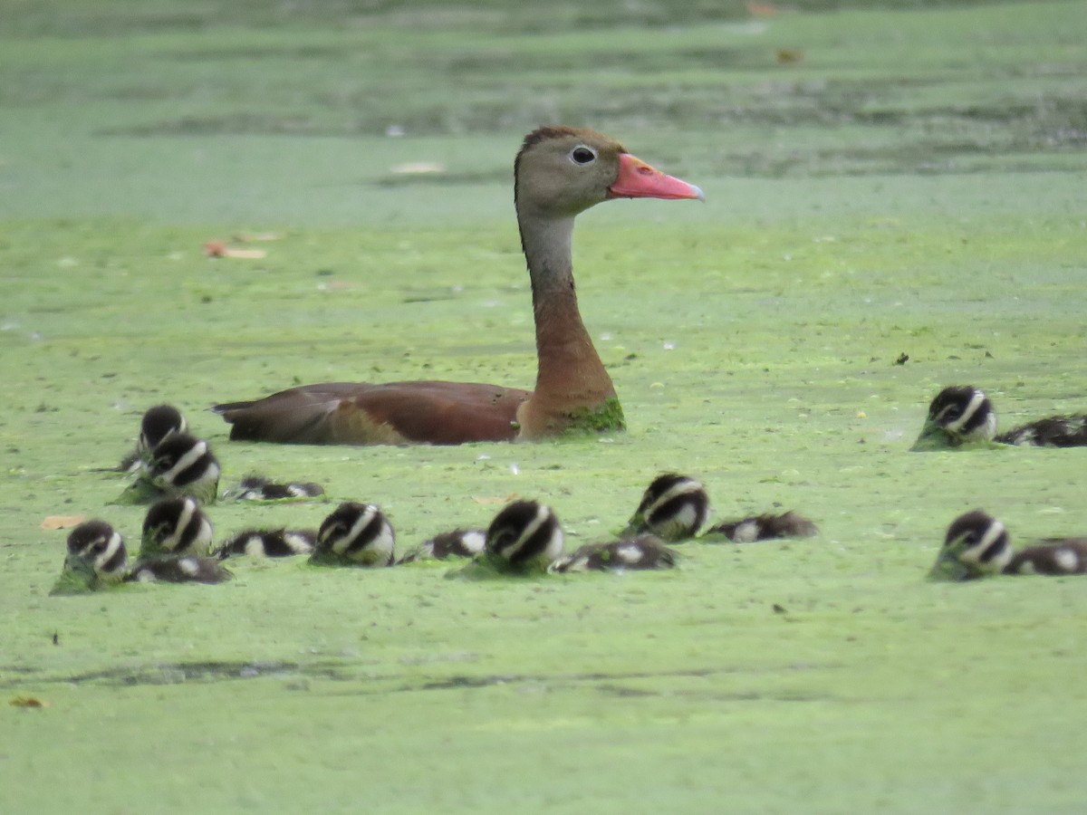 Black-bellied Whistling-Duck - ML647002214