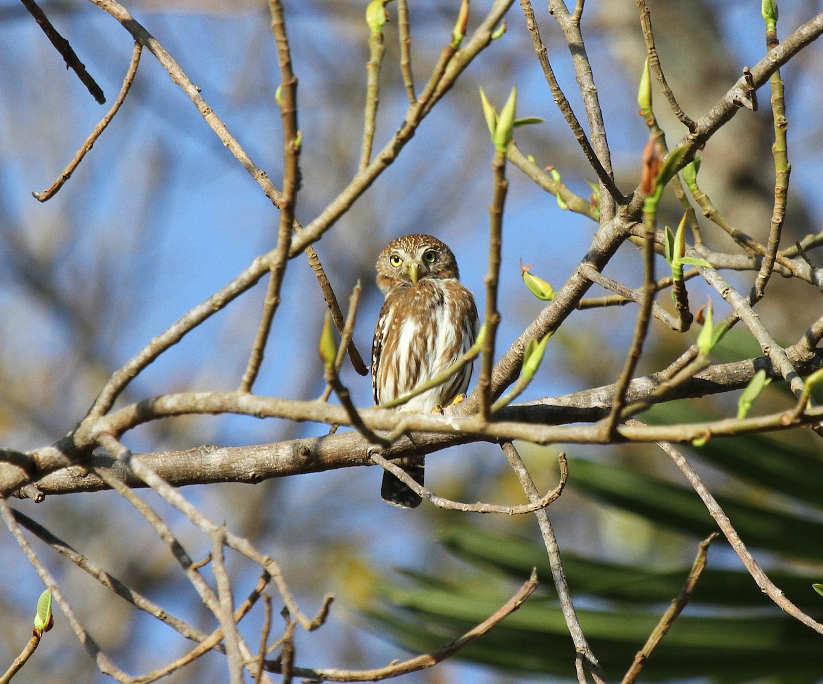 Сичик-горобець рудий - ML647002215