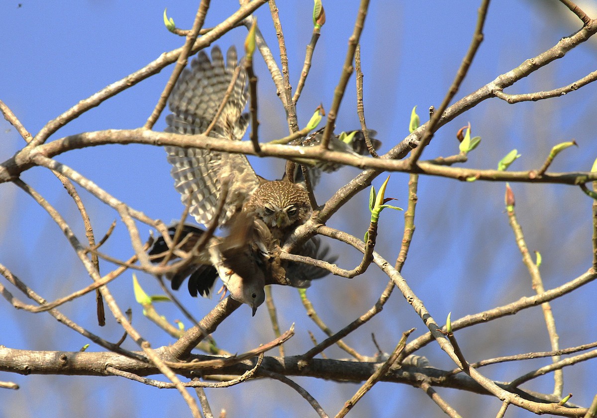 Сичик-горобець рудий - ML647002216