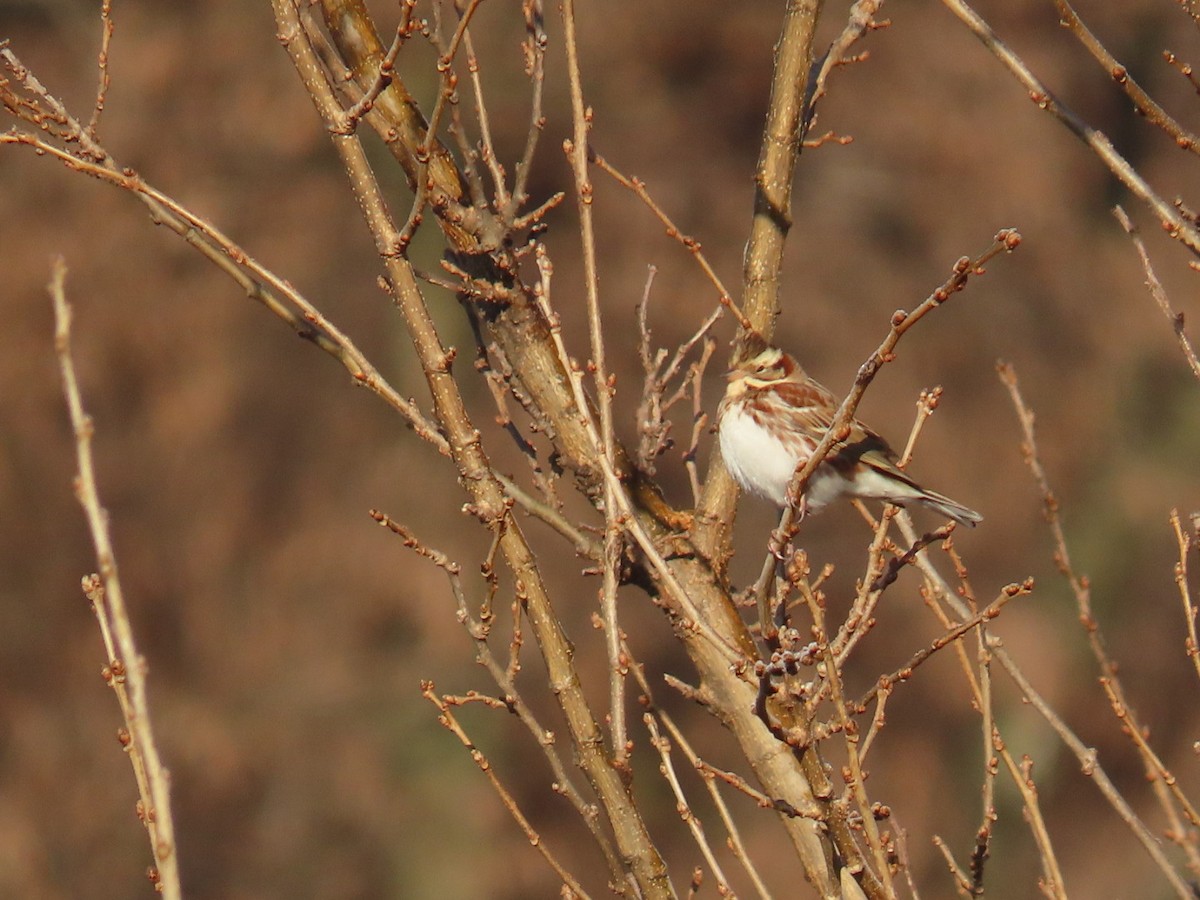 vierspurv - ML647002222