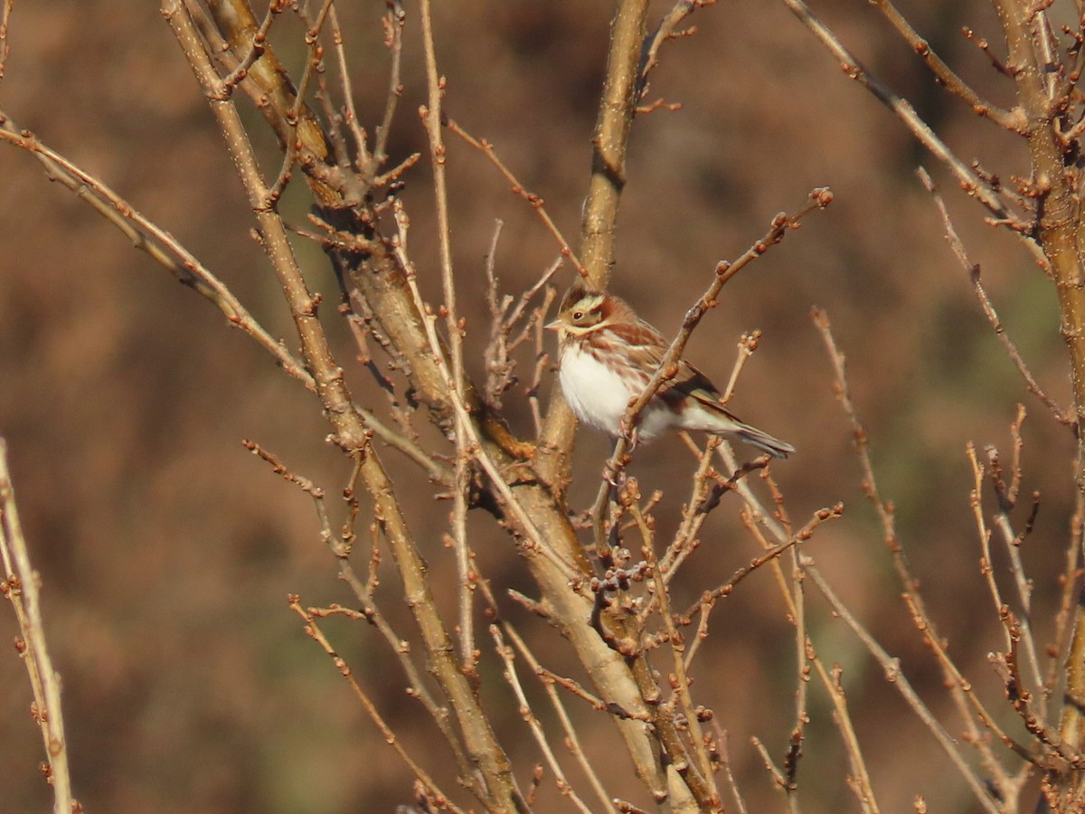 vierspurv - ML647002223