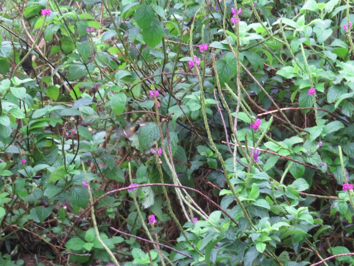 Black-crested Coquette - ML647002224