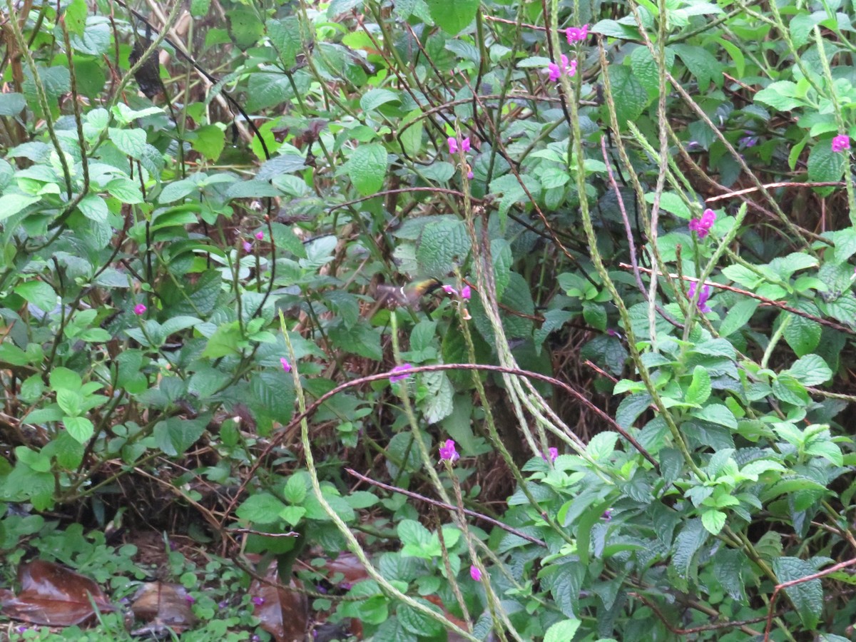 Black-crested Coquette - ML647002235