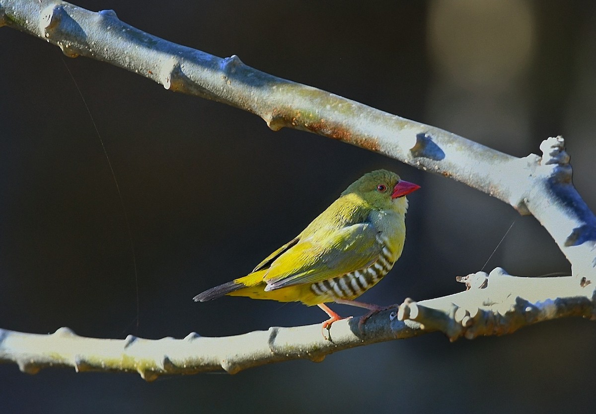 Green Avadavat - ML647002243