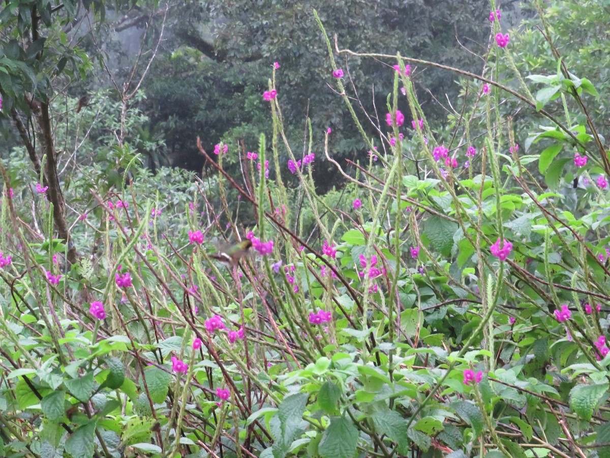 Black-crested Coquette - ML647002247